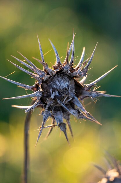 Una foto de cerca de una flor de cardo seco en invierno