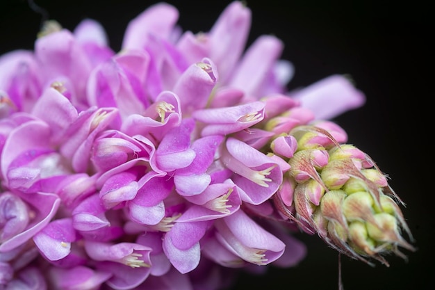 Foto una foto de cerca de la flor de la maleza desmodium heterocarpon