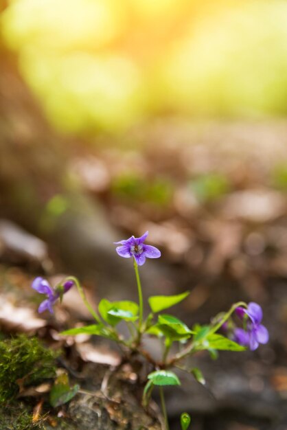 Foto de cerca de una flor violeta en el bosque de primavera