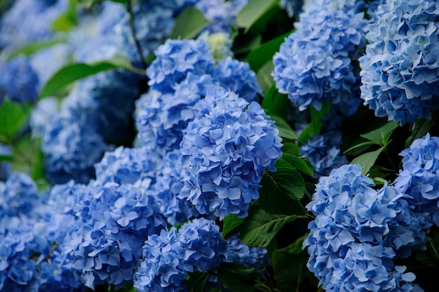 Foto de cerca del hermoso arbusto verde de la hortensia azul