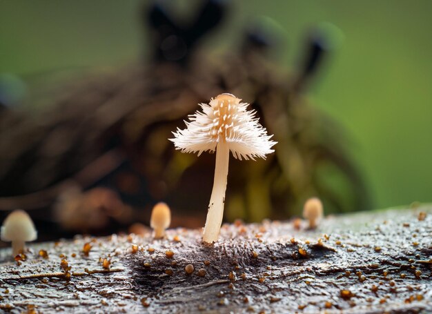 foto de cerca hiper enfocado en el pequeño hongo melena peluda en la madera