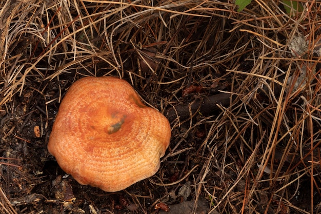 Foto de cerca del hongo lactarius deliciosus