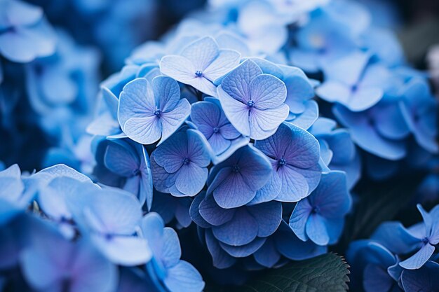 Una foto de cerca de las hortensias azules con un fondo borroso