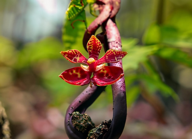 Foto foto de cerca de una pequeña orquídea de bosque rojo