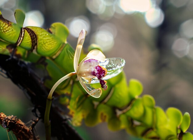 Foto de cerca de una pequeña orquídea transparente