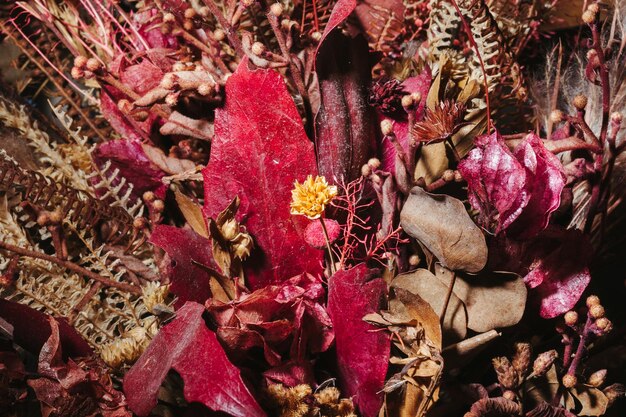 Foto foto de cerca de las plantas en el suelo