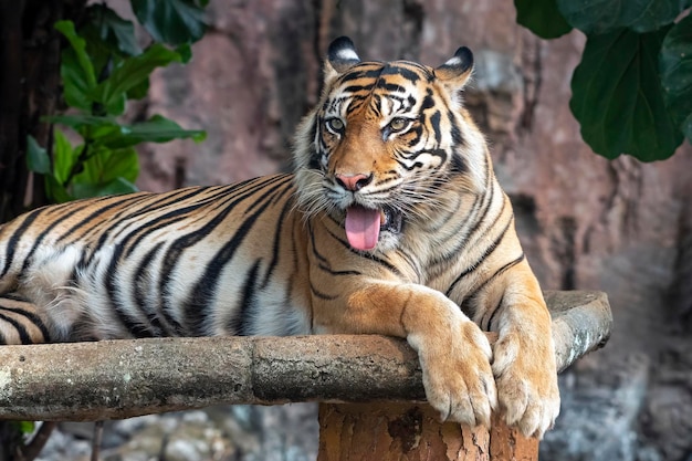 Foto una foto de cerca de un tigre de sumatra