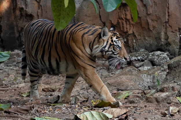 Foto una foto de cerca de un tigre de sumatra