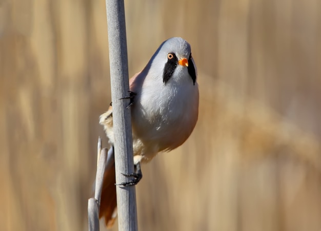 Foto de cerca de un tit barbudo macho en orientación vertical. Pájaro