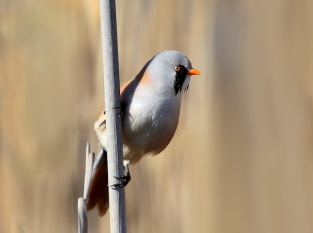 Foto de cerca de un tit barbudo macho en orientación vertical. Pájaro