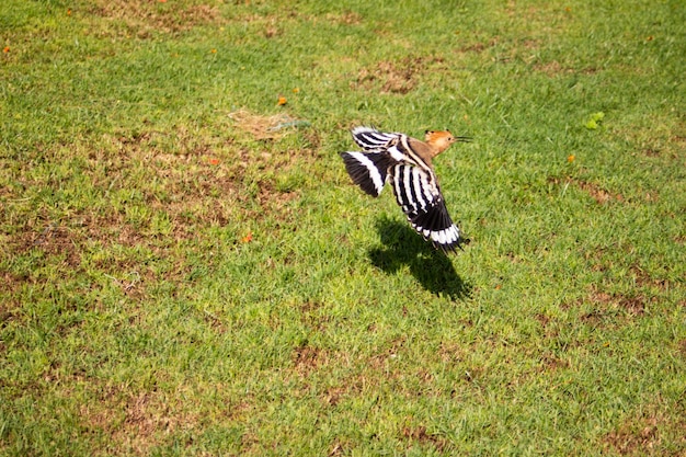 La foto de cerca de tomar ala abubilla pájaro en día soleado