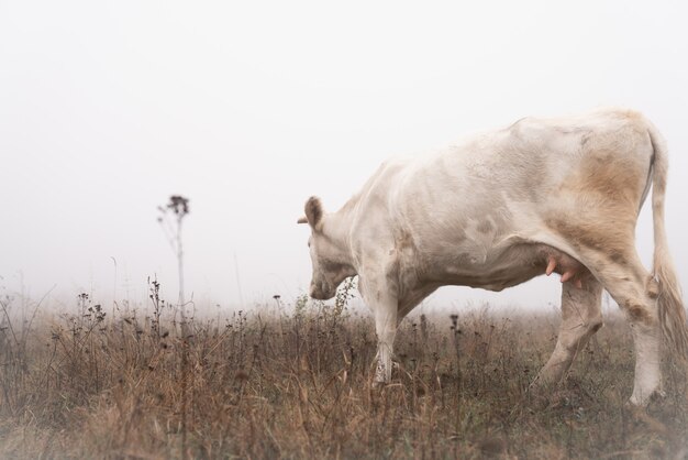 Foto de cerca de la vaca blanca que camina entre el prado en la niebla