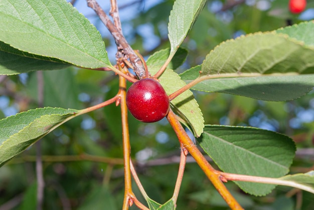 Foto foto de una cereza en un arbol