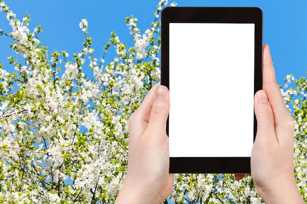 Foto de cerezo floreciente blanco y cielo azul