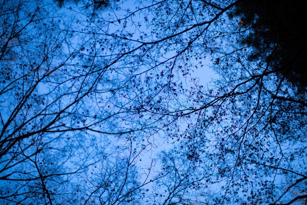 Una foto del cielo entre los árboles.