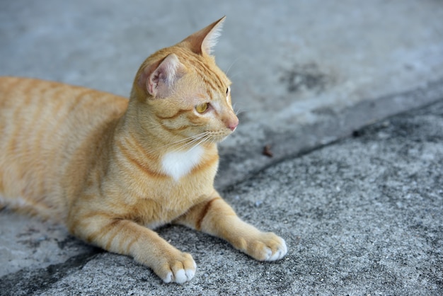 Foto de cierre del gato marrón lindo gato marrón