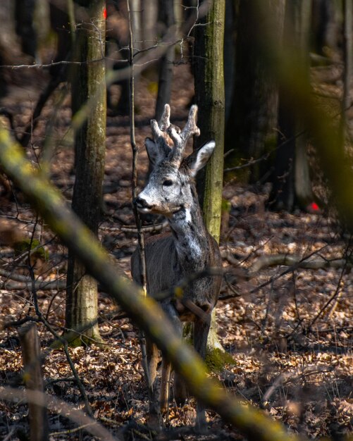 Foto foto de un ciervo solitario en el bosque