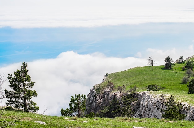 Foto de la cima de la montaña Ai-Petri, el árbol crece en la roca, un hermoso horizonte y un cielo azul con nubes blancas