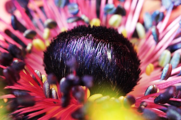 Foto foto close up macro de flor de papoula vermelha