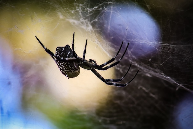 Foto closeup de aranha na web