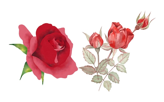 Foto coleção de ilustração de aquarela de flor rosa em cor rosa vetor quadrado floral sem costura padrão buquê de flores de jardim 2