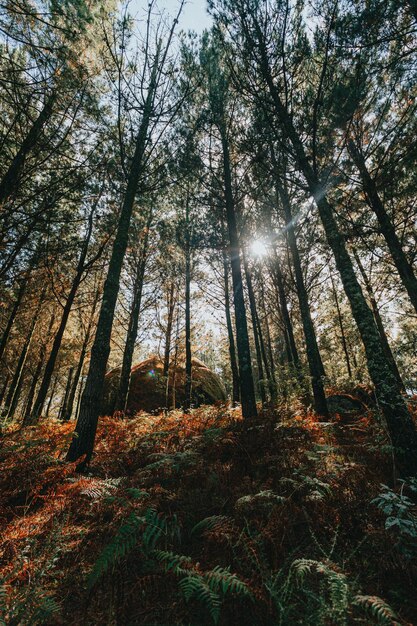 Foto una foto colorida y brillante de una roca gigante en medio del bosque