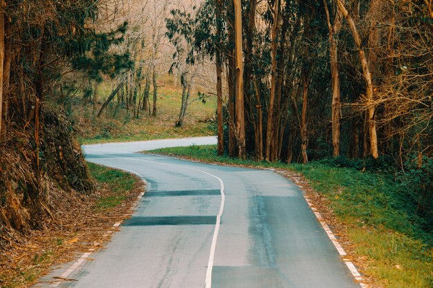 Una foto colorida de una carretera en medio del bosque durante un día de otoño