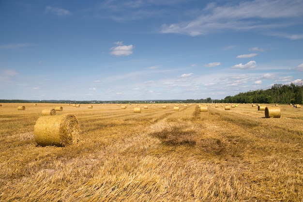 Foto colorida de rolos de feno no campo