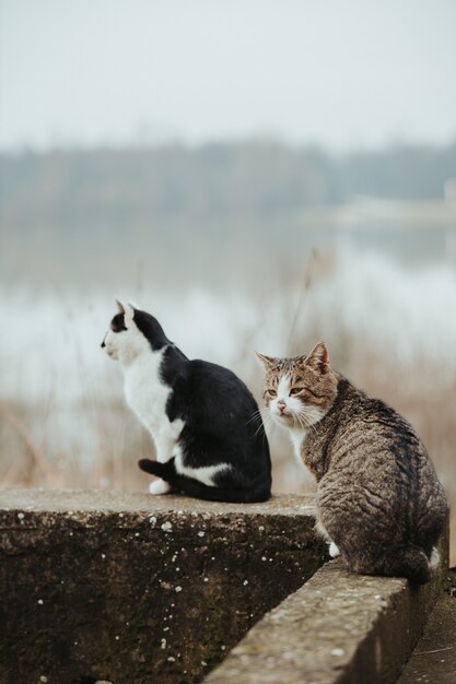 Foto com foco seletivo de lindos gatos em uma superfície de pedra