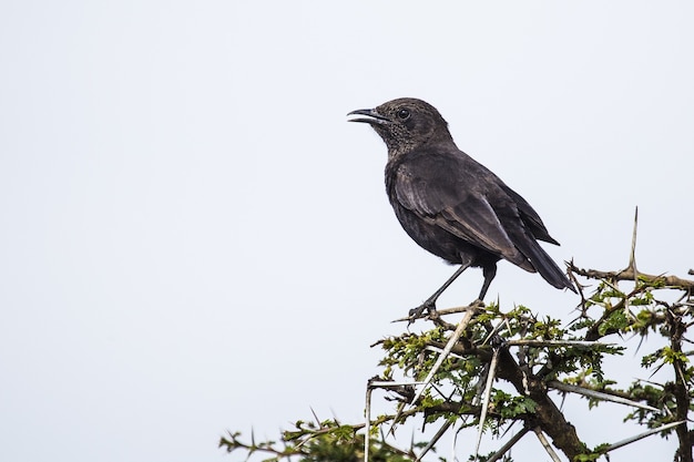 Foto com foco seletivo de um pássaro preto em um galho, capturada em Nakuru, Quênia