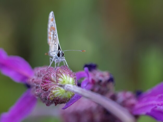 Foto com foco seletivo de uma linda borboleta na flor roxa