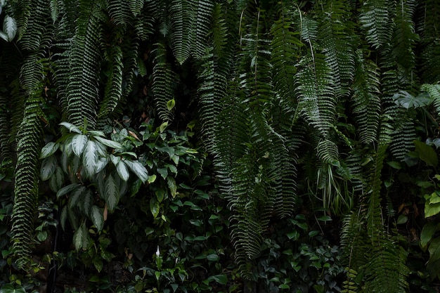 Foto com folhas verdes de ficus e uma amarela no meio. foto art nouveau para revista