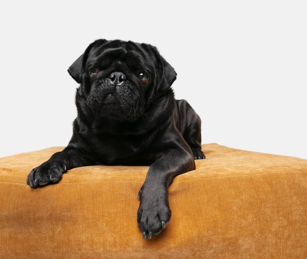 Foto de compañero de perro pug aislado en la pared blanca del estudio