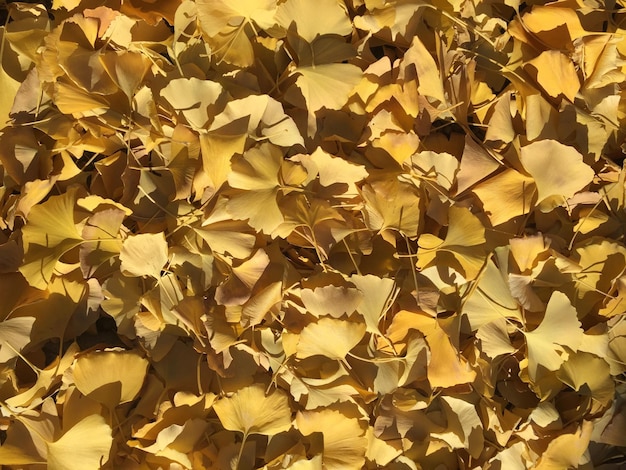 Foto completa das folhas de outono