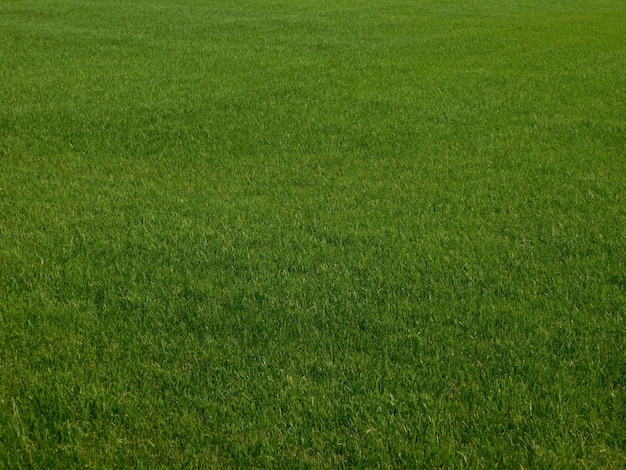Foto completa do campo gramado