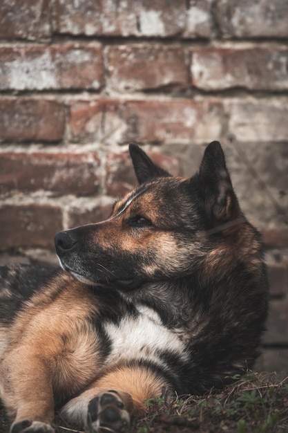 Foto de concepto de animal sin hogar de retrato de perro abandonado