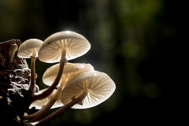 Foto de concepto de naturaleza. Setas de vida silvestre en la naturaleza.