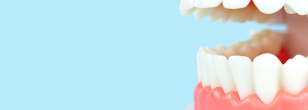 Foto conceptual de odontología Bandeja dental individual de primer plano Tema dental de ortodoncia Primer plano El modelo de mandíbula es utilizado por el dentista para demostrar cómo funcionan los dientes humanos y la mandíbula sobre fondo azul