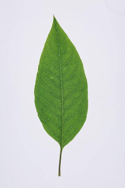 Foto conceptual de varias formas de hojas hermosas de varias hojas
