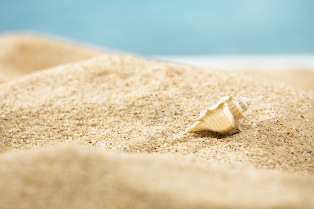 Foto de una concha en una playa de arena