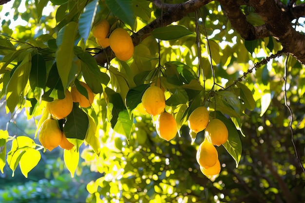 Foto conservada em estoque de um exoric frutas e árvores