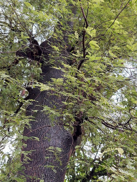 Foto hasta la copa del árbol tomada desde abajo