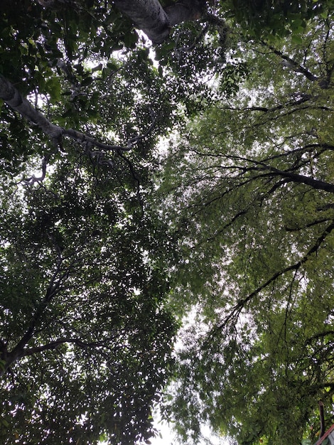 Foto hasta la copa del árbol tomada desde abajo