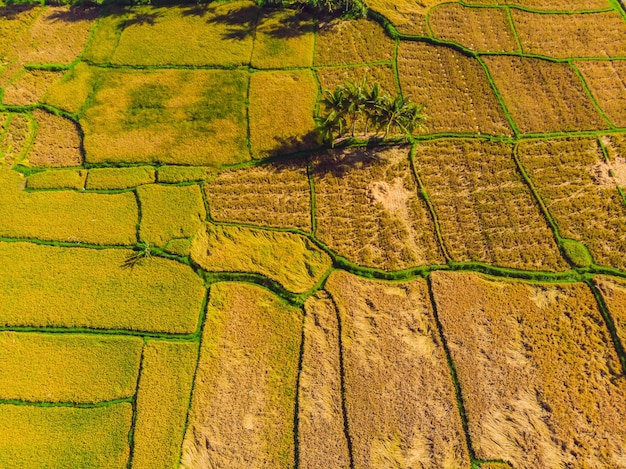 Foto de la cosecha de arroz con drones por agricultores locales