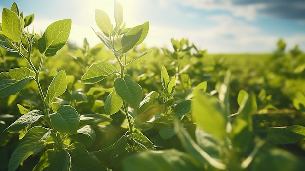 Una foto de una cosecha saludable de soja en un campo de verano