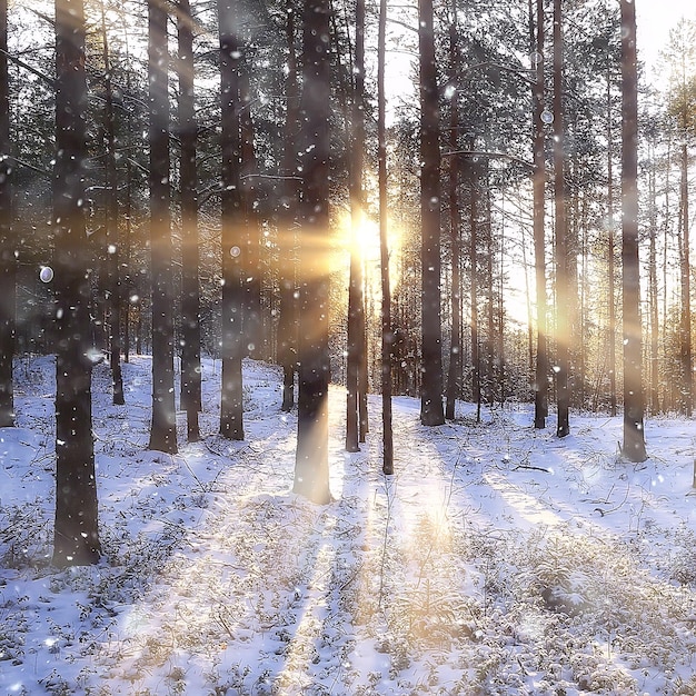 foto cuadrada bosque en paisaje invernal, nieve en el bosque invernal panorama del paisaje en febrero