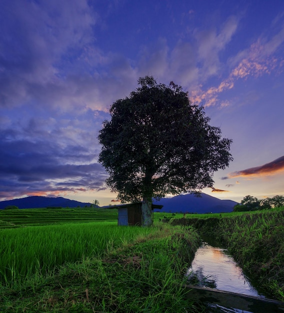 Foto cuadrada del paisaje natural de Indonesia con campos de arroz y montañas en una mañana soleada