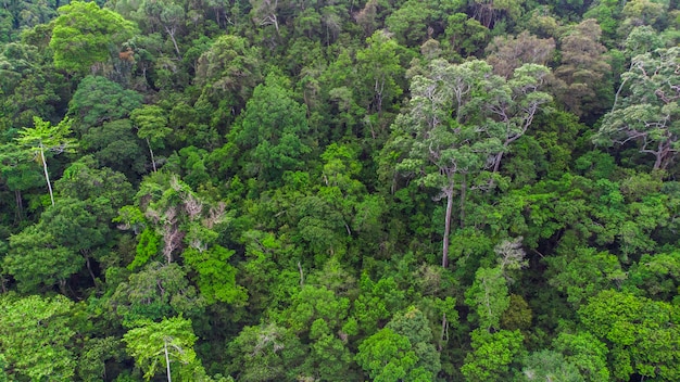 Foto da beleza da floresta no topo do geurutee Aceh Jaya Regency Aceh Indonésia