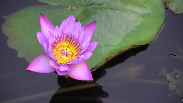 foto da flor de lótus na água