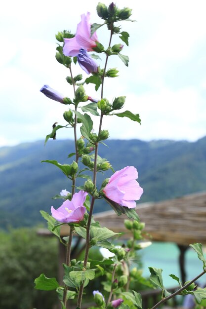 Foto foto da flor púrpura